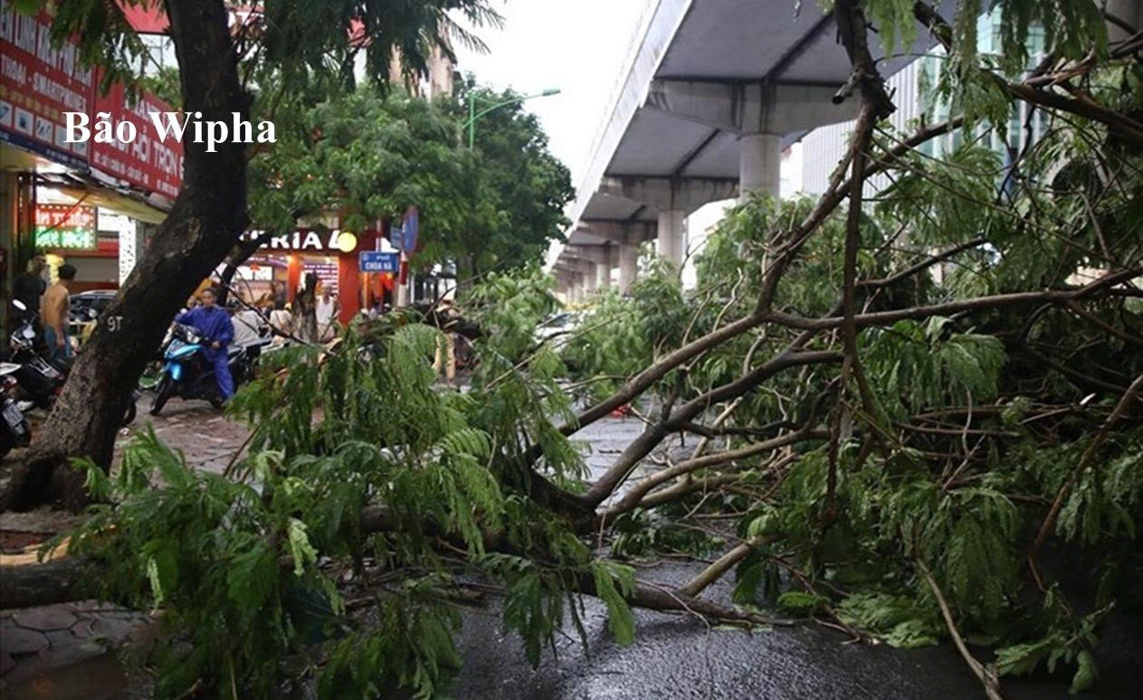 Bão Wipha